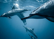 半岛体育-乐鱼体育登录：开启你的专属体育娱乐新纪元